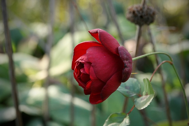 červená růže
